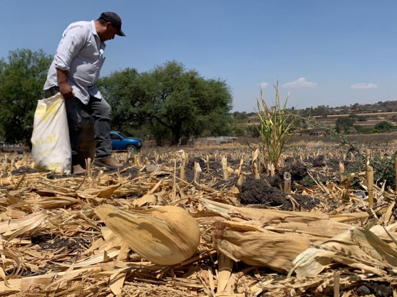 Campesinos pierden 7 de cada 10 cosechas por estrés hídrico.