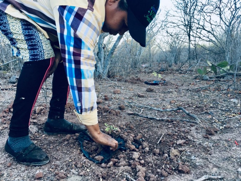 Campesinos reforestan parte de la sierra de Barobampo