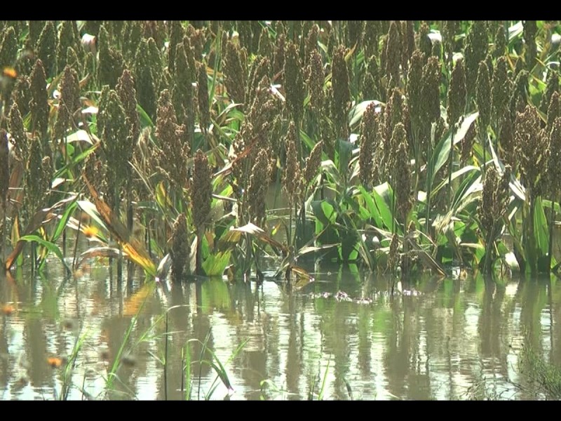 Campesinos reportan pérdidas millonarias por desbordamientos de río