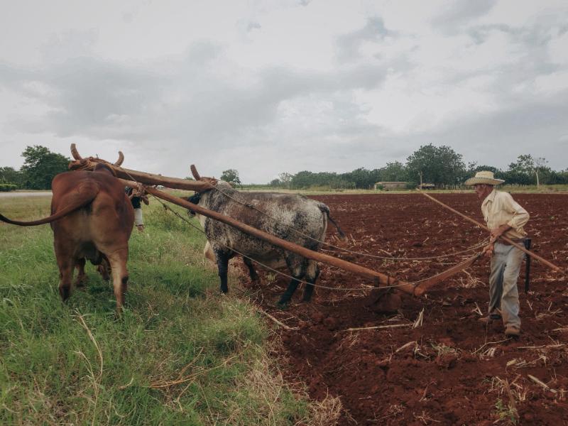 Campesinos se niegan a la reconversión agrícola ante altos costos de transición