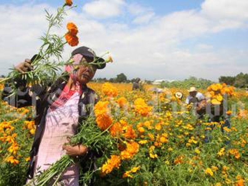 Campesinos solo sembraran poca flor de muerto en San Diego