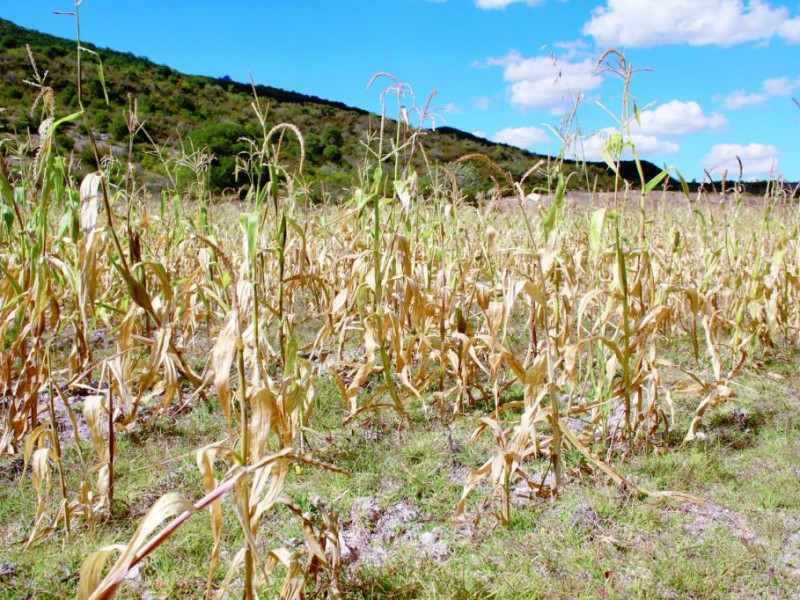 Campo chiapaneco en crisis por sequía y falta de apoyos