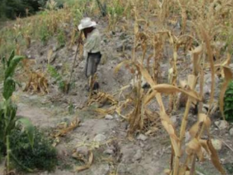 Campo chiapaneco resiente efectos del cambio climático