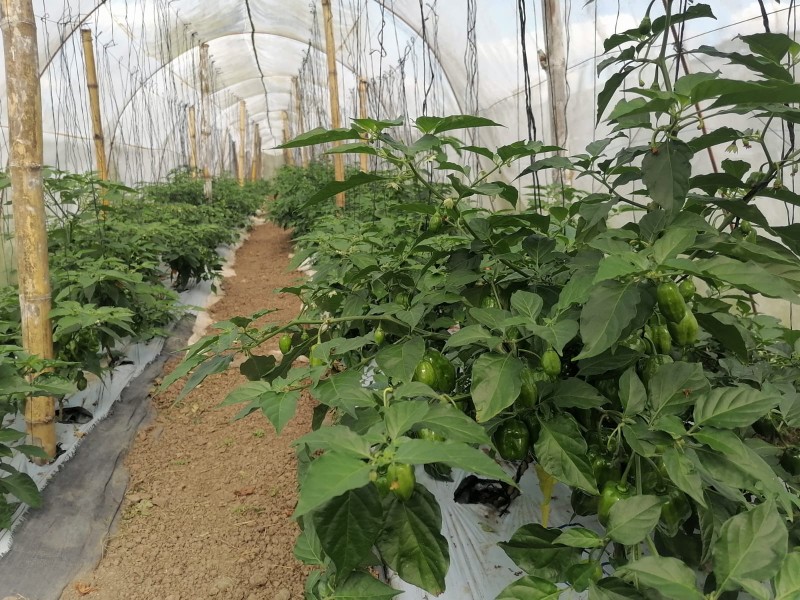 ¿Campo Cotaxtla del INIFAP podría cerrar sus puertas?