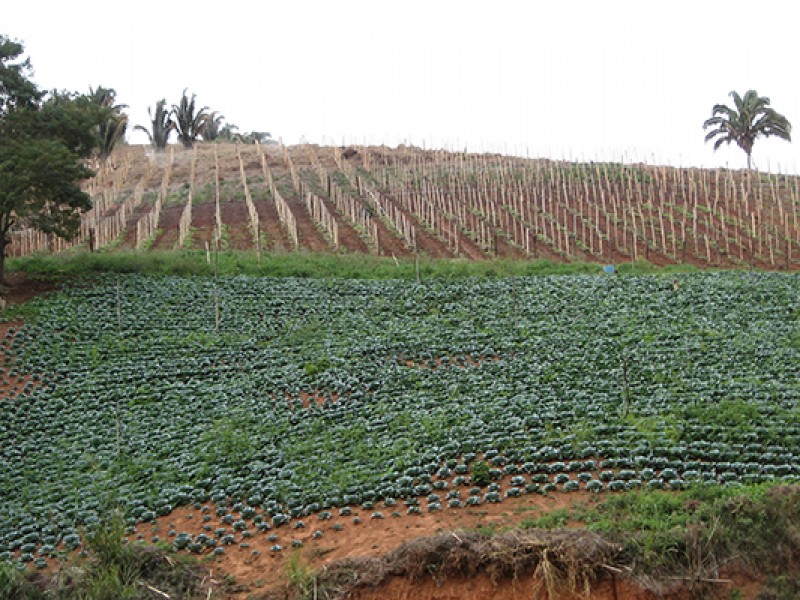 Campo de Chiapas cada vez menos productivo