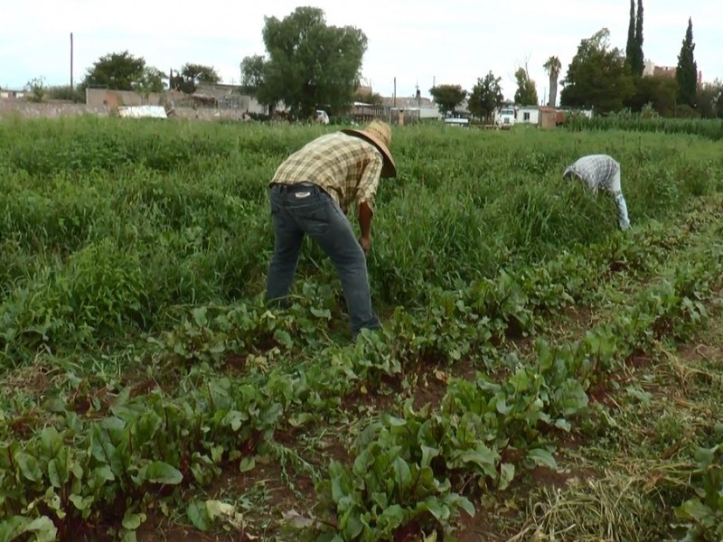 Campo duranguense en problemas