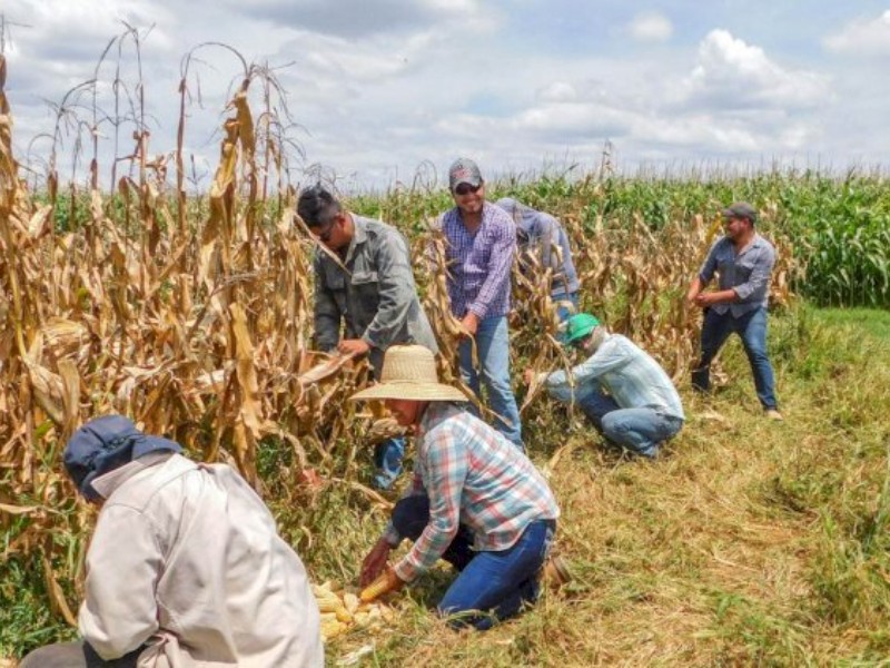 Campo en crisis por falta de apoyo gubernamental | Meganoticias