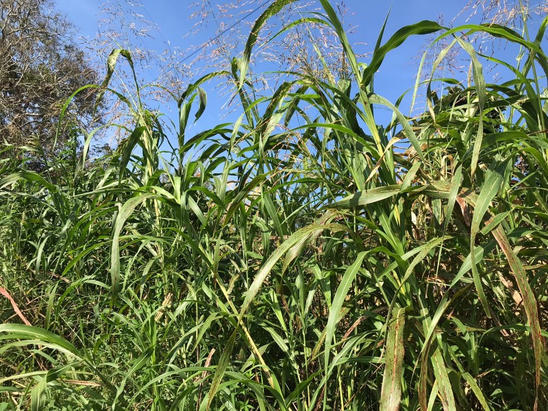 Campo Experimental Cotaxtla mejora semillas de maíz y frijol