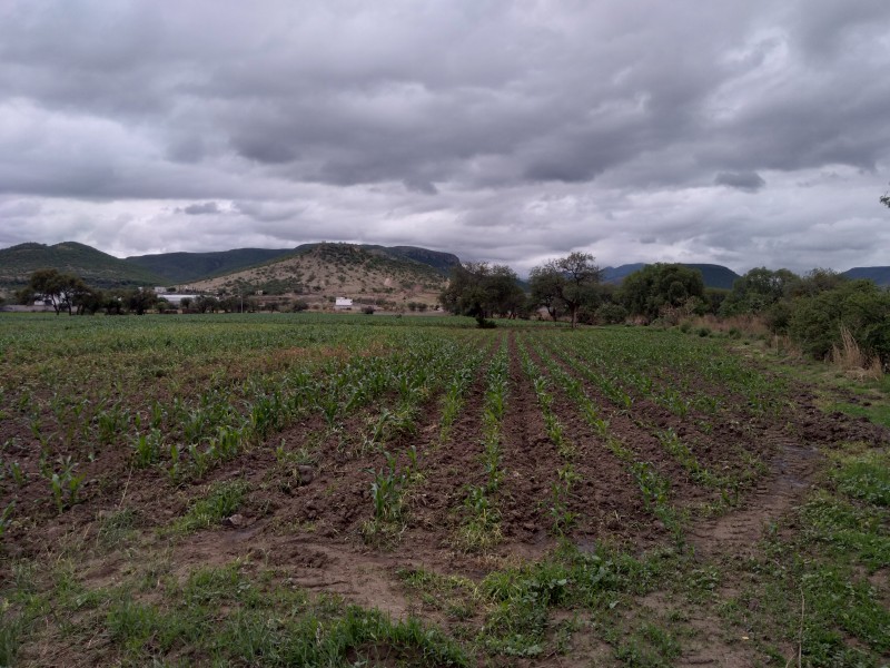 ¿Campo guanajuatense en el abandono?