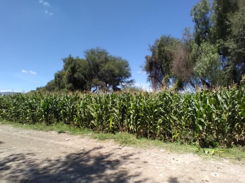 Campo: Sequía afecta a productores, intermediarios elevan costo de productos