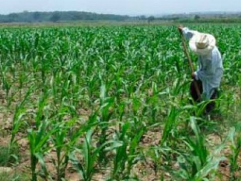 Campo veracruzano perderá 2 mil millones de pesos: UGOCP