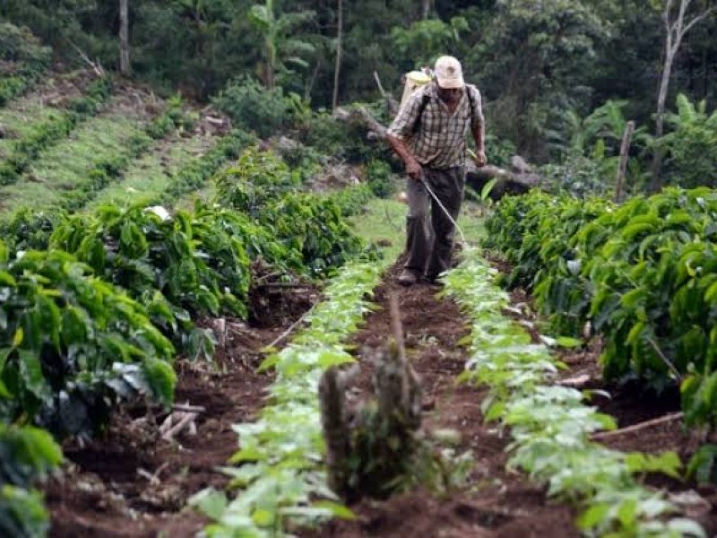 Campo veracruzano se sostiene de créditos: Sedarpa