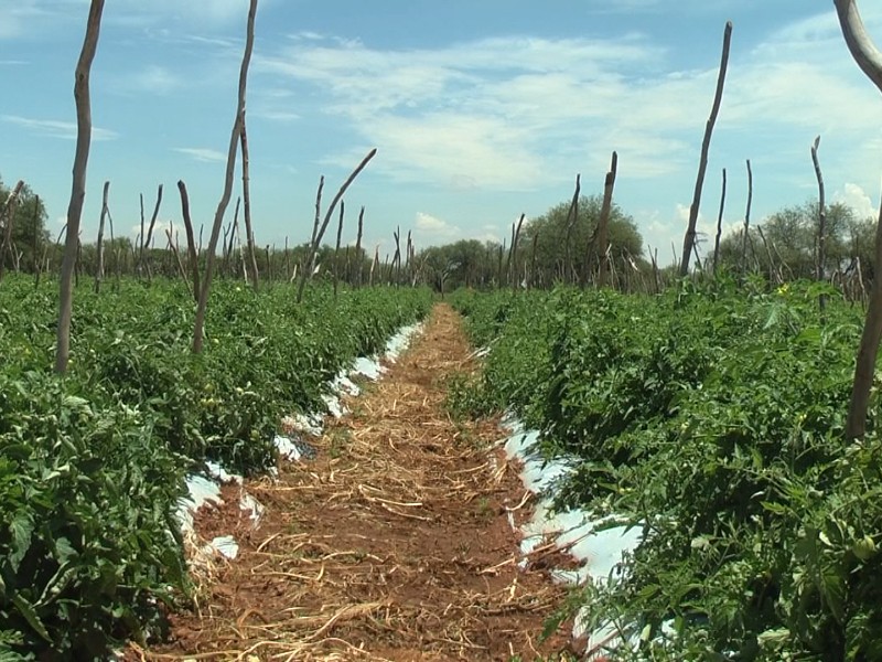 Campo zacatecano aún con carencias y falta de apoyo