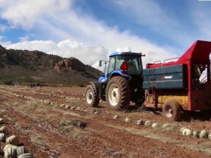 Campo zacatecano en primer lugar nacional de crecimiento