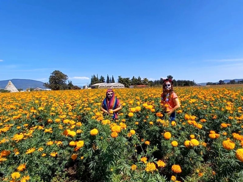 Campos de flor de cempasúchil en Copándaro abiertos a visitantes