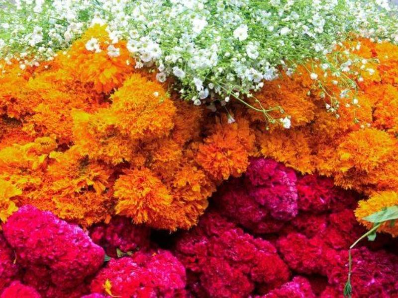 Campos del Estado de México listos para Día de Muertos