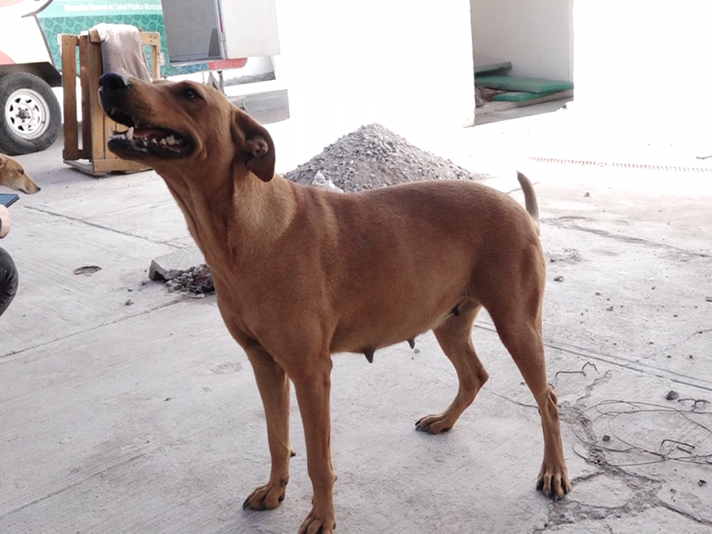 Canela urge ser adoptada: Control Canino de Torreón