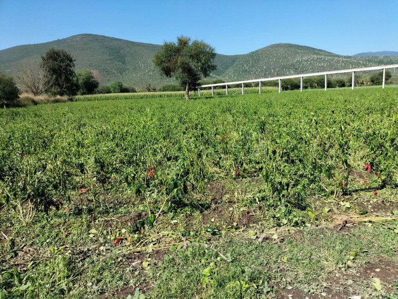 Cañeros amagan con cierre de ingenio por falta de pago