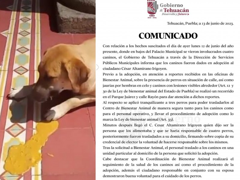 Canes fueron sedados tras reportes ciudadanos justifica Servicios Municipales