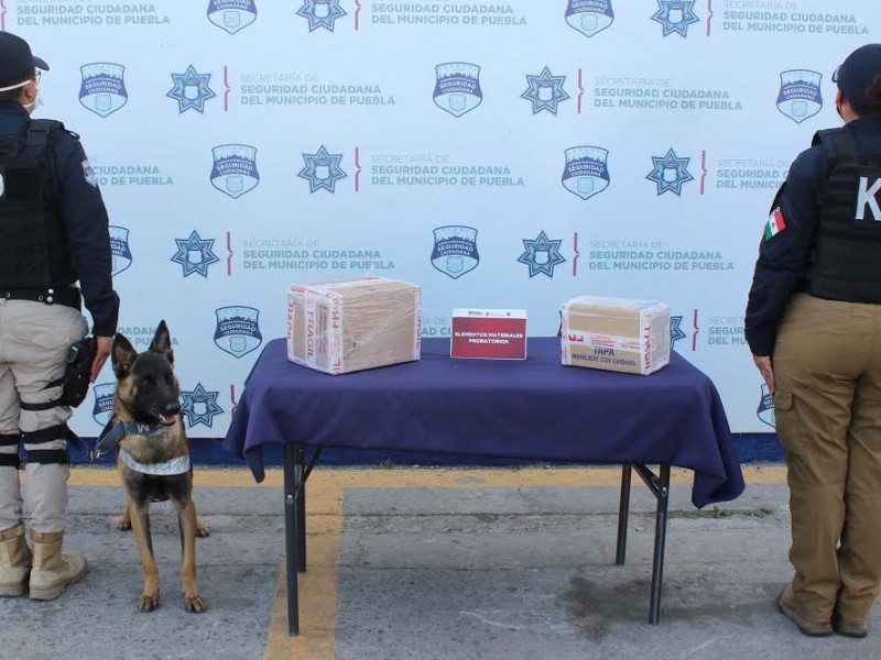 Canino de SSP halla paquetes con droga en la CAPU