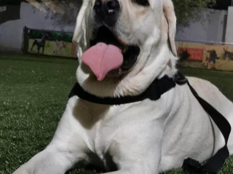 Caninos detectarán COVID 19 en Sonora