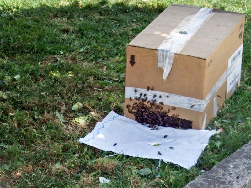 Capacitan a bomberos para captura de abejas silvestres