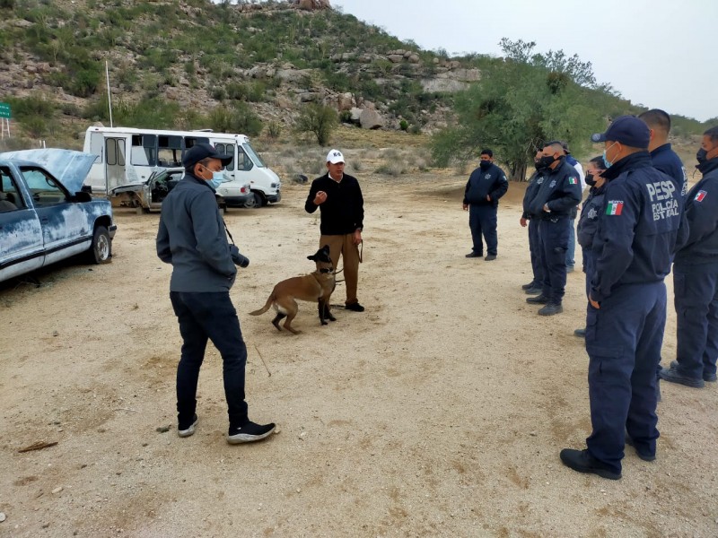 Capacitan a caninos para la detección de drogas