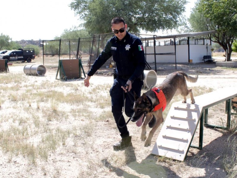 Capacitan en Sonora a la unidad canina de Seguridad Pública