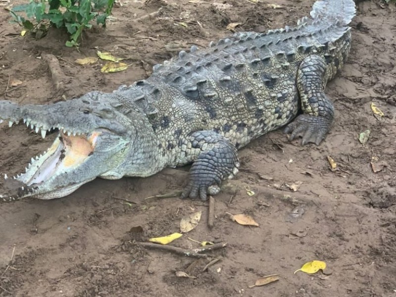 Capacitan sobre manejo de cocodrilos a bomberos nayaritas