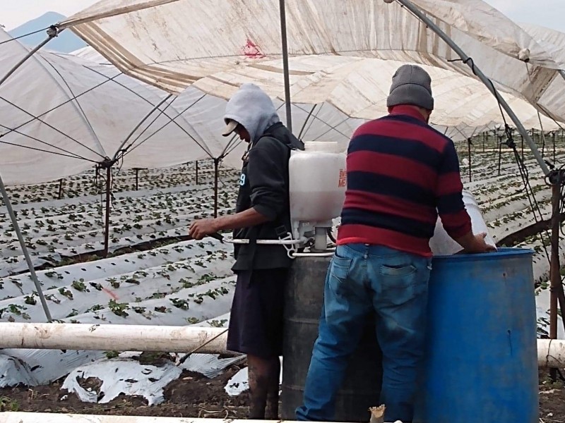 Capacitarán a pequeños productores en manejo fitosanitario en sus cultivos