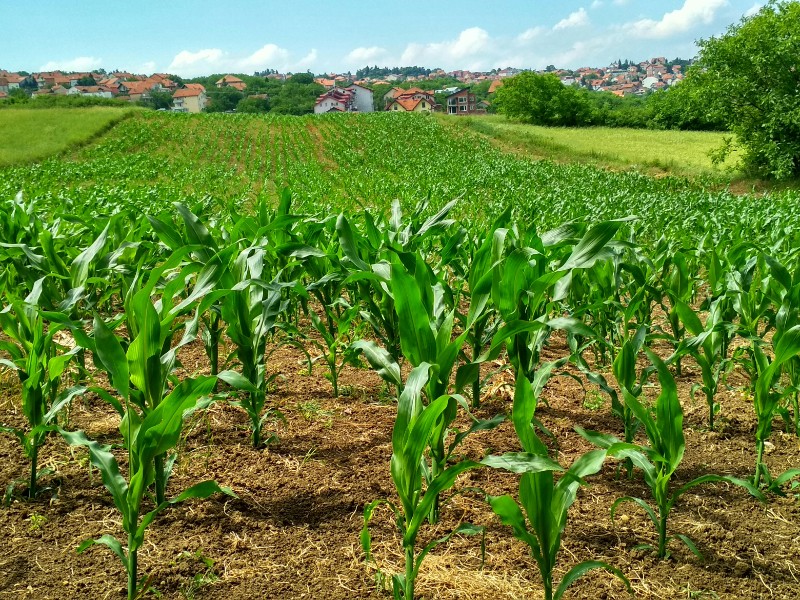 Capitación a productores de Maíz en Zamora