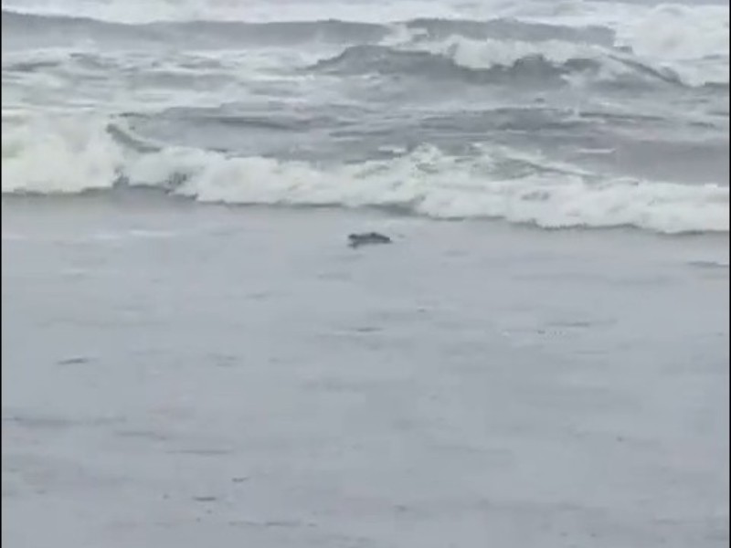 Captan a cocodrilo arrastrado por huracán Priscila a playa Michoacan