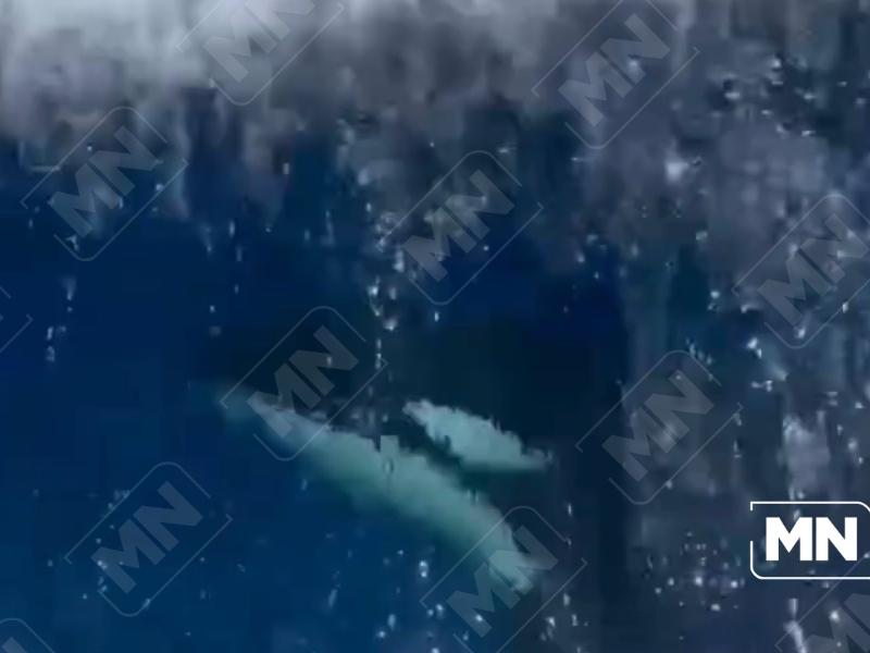 Captan a dos orcas frente a la Isla de Ixtapa