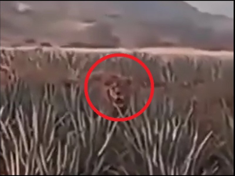 Captan a león amarrado en plantíos de agave en Ixtlán del Río