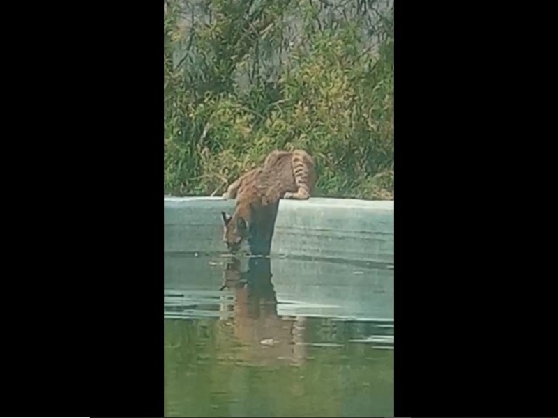 Captan a lince en comunidad ejidal de Parras