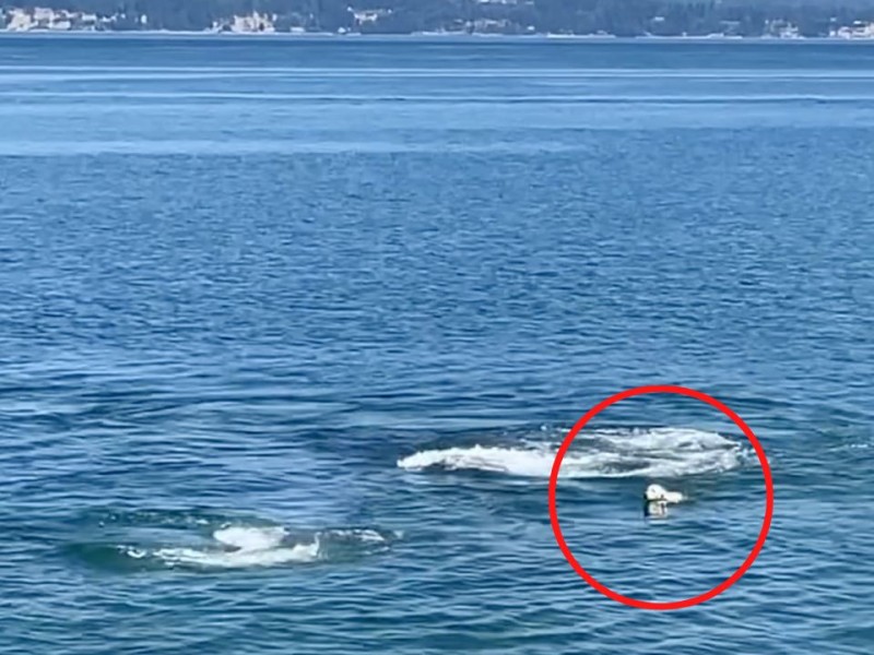Captan a perro nadar con una ballena en Estados Unidos