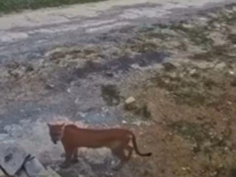 Captan a puma en Santiago, Nuevo León