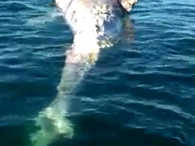 Captan a tiburones comiendo una ballena sin vida