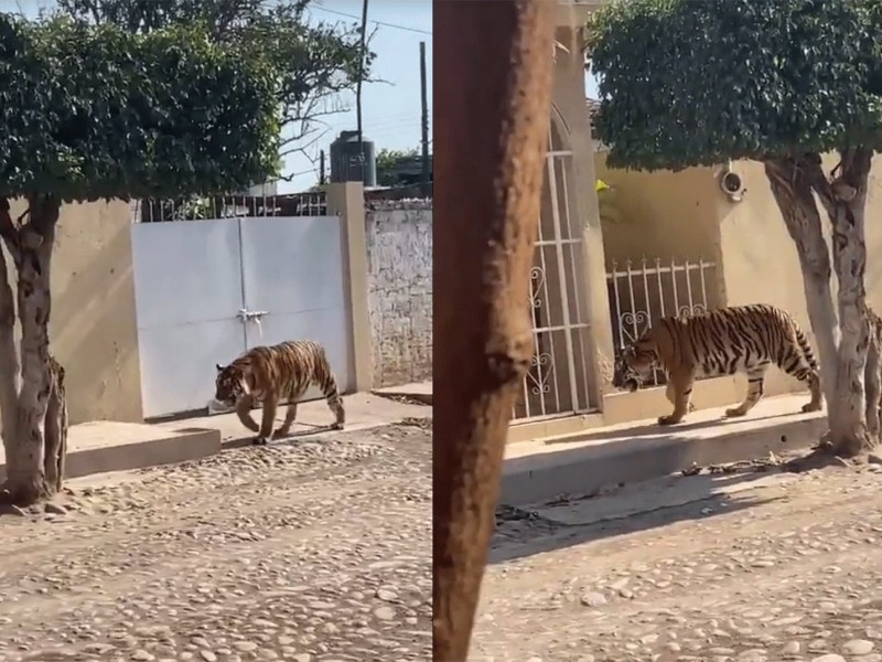 Captan a tigre de bengala deambulando en Tecuala, Nayarit