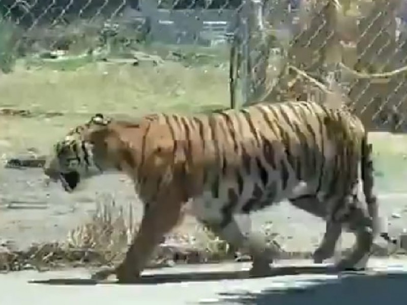 Captan a tigre en calles de Tlaquepaque