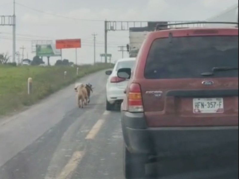 Captan abandono de perros en la carretera Toluca- Atlacomulco