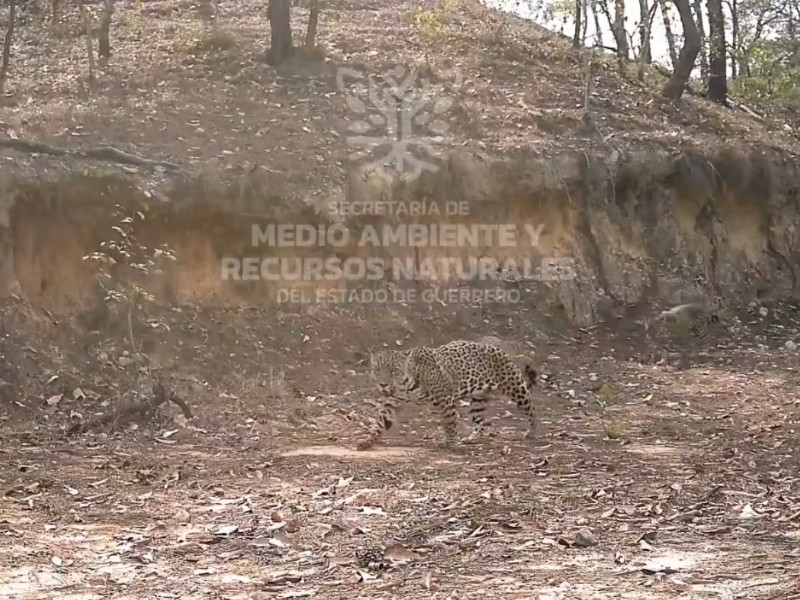 Captan cortejo entre jaguares en la sierra de Guerrero