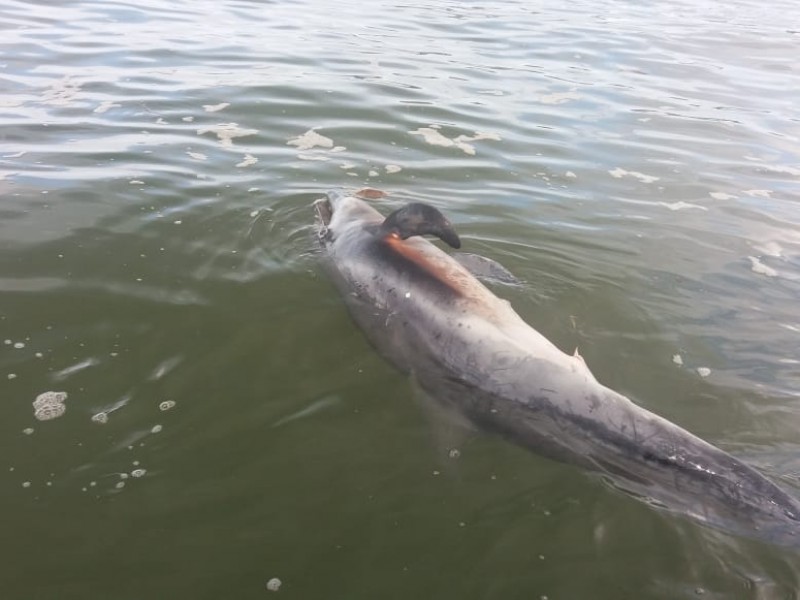 Captan delfín y peces muertos en Topolobampo
