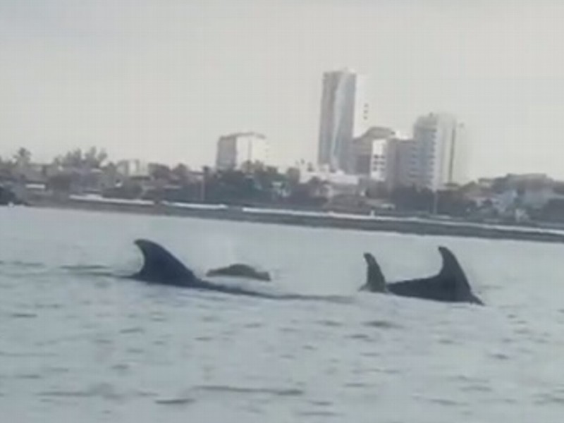 Captan delfines en Boca del Río, Veracruz