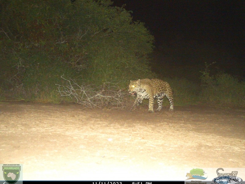 Captan dos jaguares en Nayarit, la población se preserva