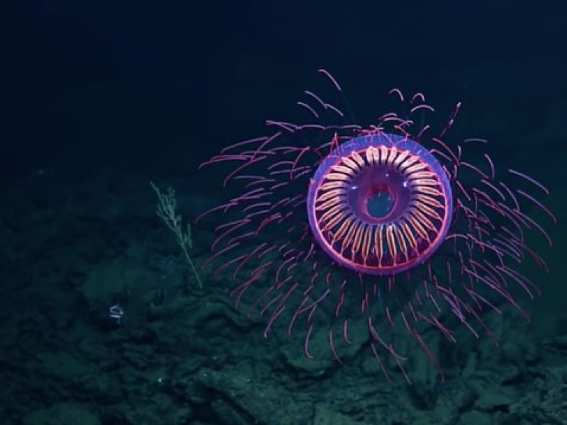 Captan espectacular medusa en aguas profundas de Baja California