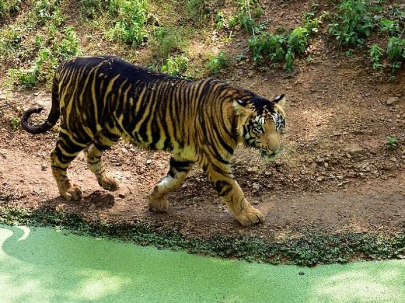 Captan inusual pareja de tigres negros al este de India