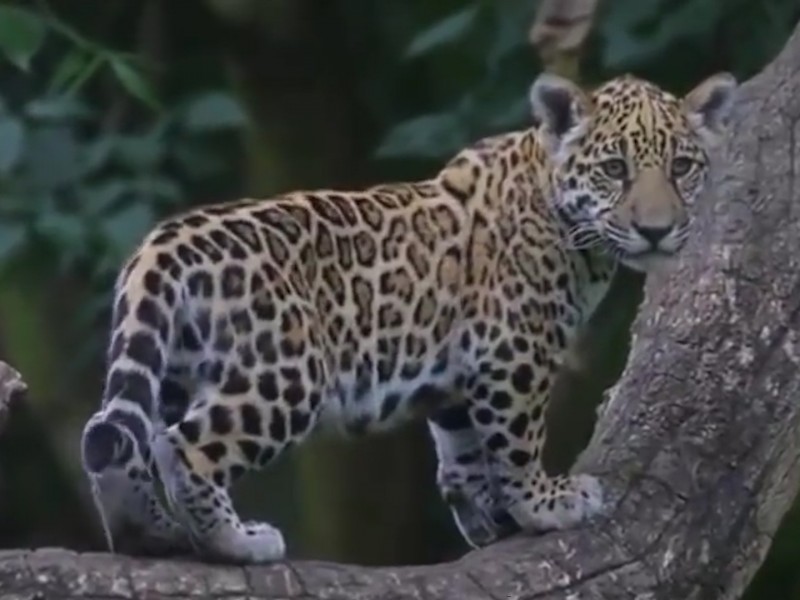 Captan otros dos Jaguares en sierra de Atoyac