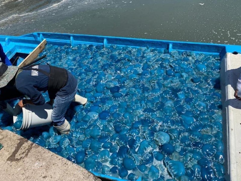 captura de hasta 13 mil toneladas de aguamala