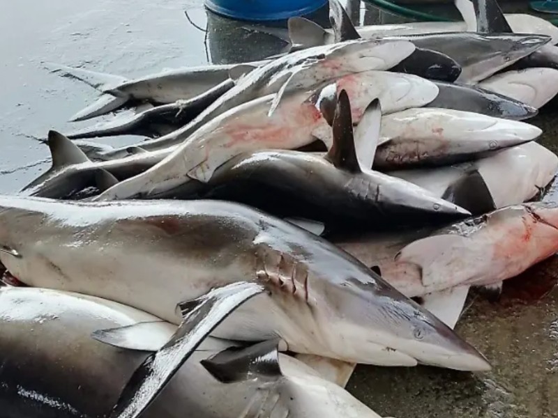 Captura de mantarraya y tiburón sin buenos resultados en Guasave